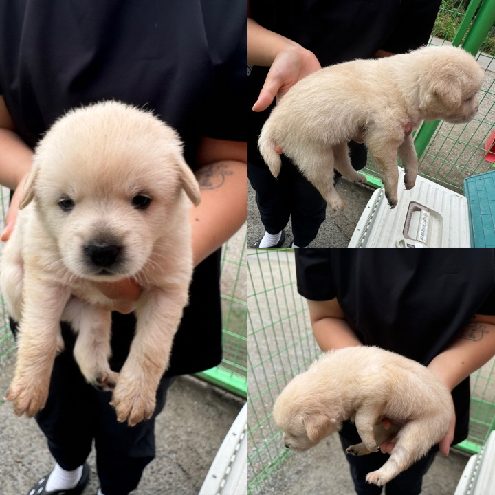 믹스견 이미지 파일 입니다.